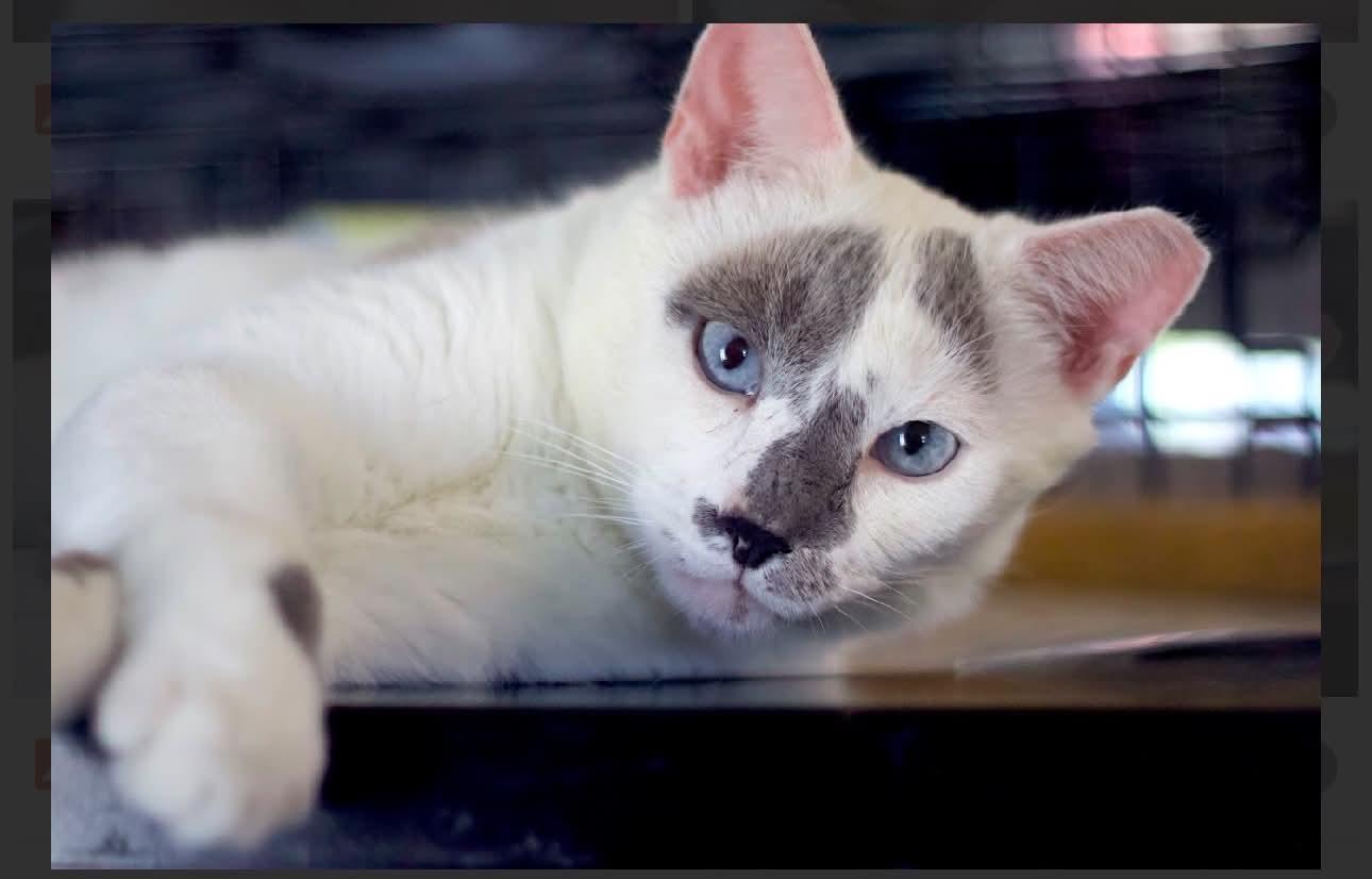 Enlarge Sky, a Adoptable Domestic Short Hair in Acushnet, MA image 4/6