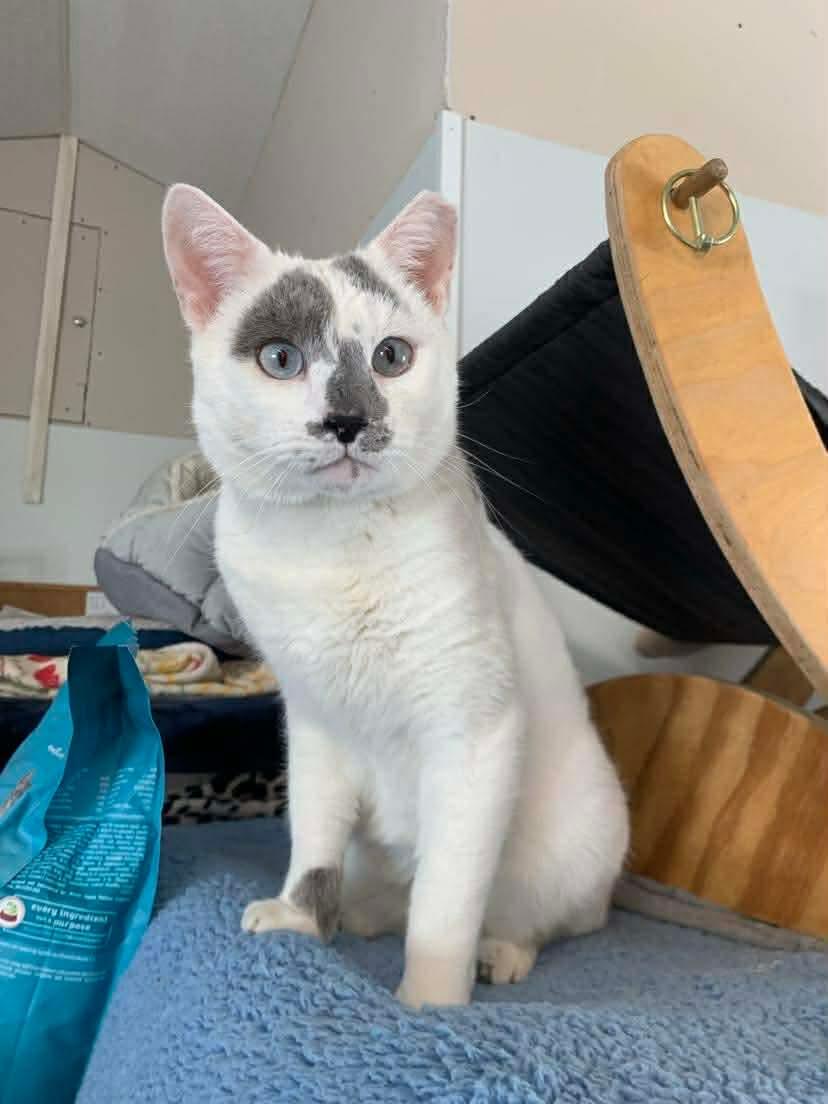 Enlarge Sky, a Adoptable Domestic Short Hair in Acushnet, MA image 2/3