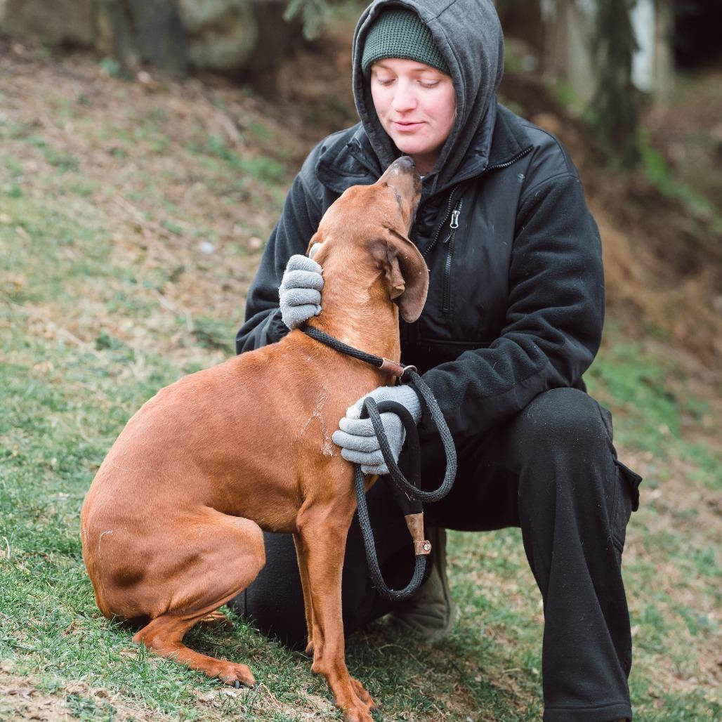 Pixie, Adoptable, Adult Female Redbone Coonhound.