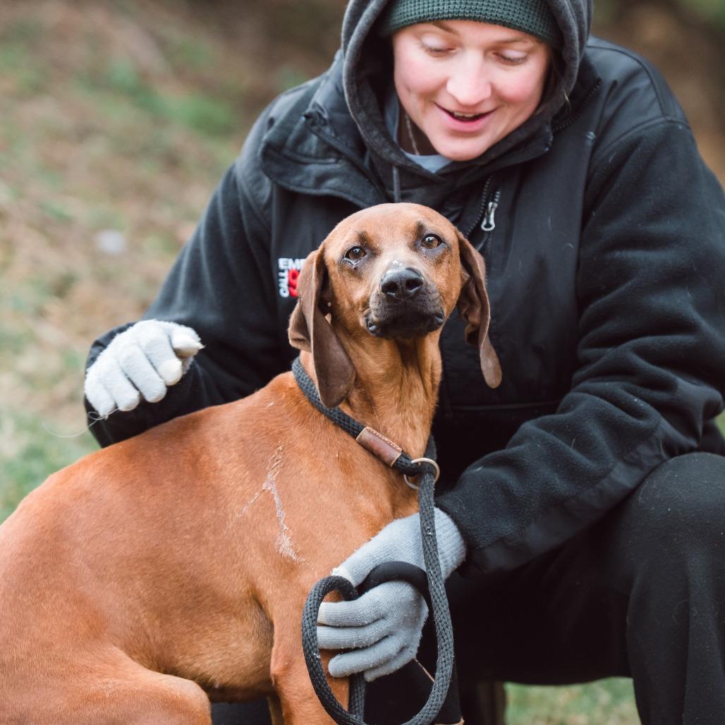 Enlarge Pixie, a Adoptable Redbone Coonhound in Chester Springs, PA image 3/5