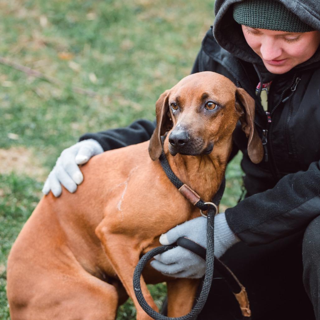 Enlarge Pixie, a Adoptable Redbone Coonhound in Chester Springs, PA image 4/5