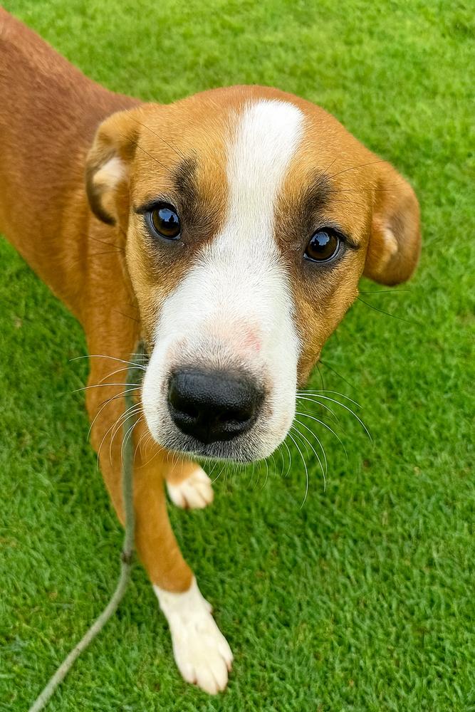 Hollis, Adoptable, Adult Male Mixed Breed.