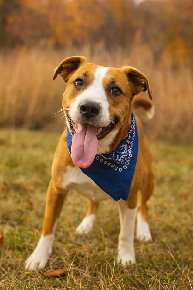 Enlarge Hollis, a Adoptable mixed breed in Dickson, TN image 2/2