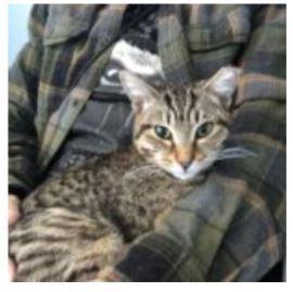 EARL, Adoptable, Kitten Male Domestic Short Hair.