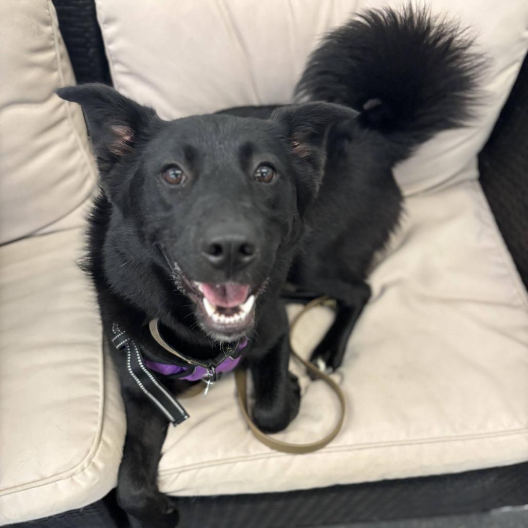 Enlarge Nixie, a Adoptable Mixed Breed in Fletcher, NC image 3/4