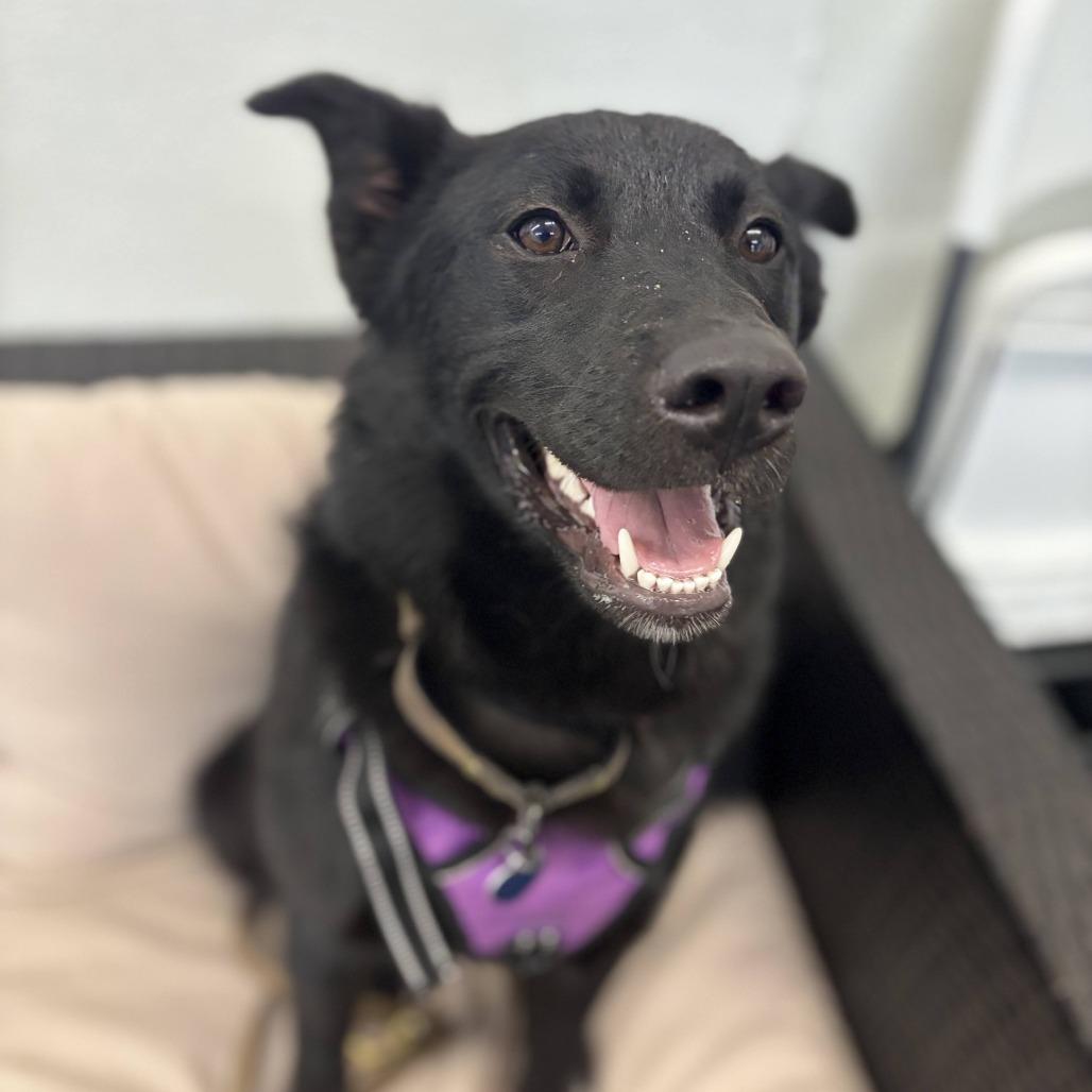 Enlarge Nixie, a Adoptable Mixed Breed in Fletcher, NC image 1/4