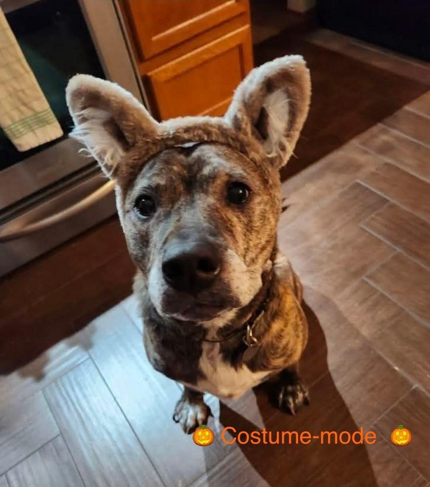 Rockwell, a Adoptable mixed breed in Denver, CO image 1/5