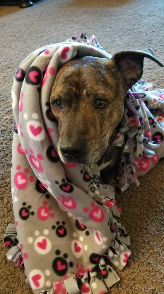 Rockwell, a Adoptable mixed breed in Denver, CO image 4/5