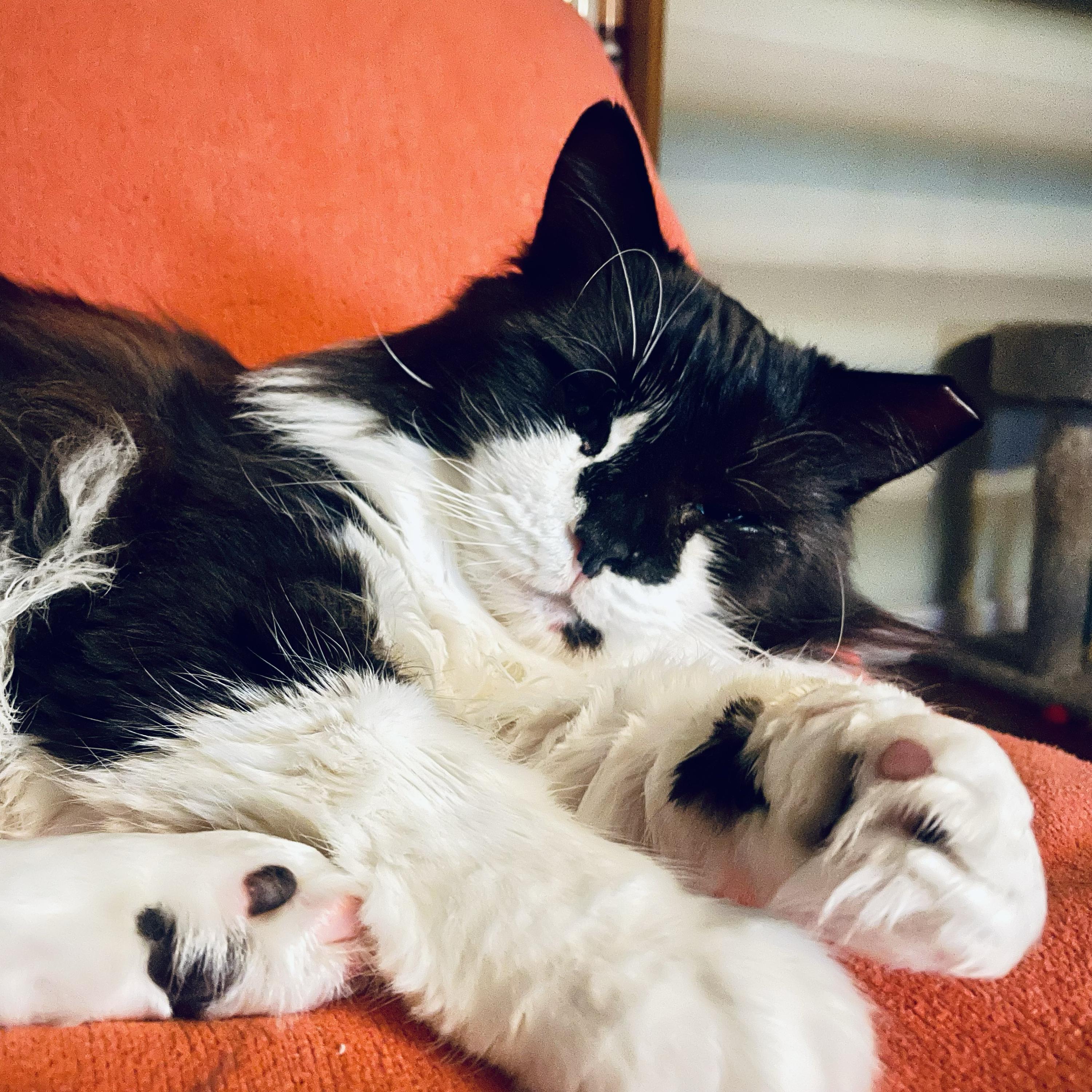 Enlarge Hastings, a Adoptable Domestic Medium Hair in Seattle, WA image 3/3