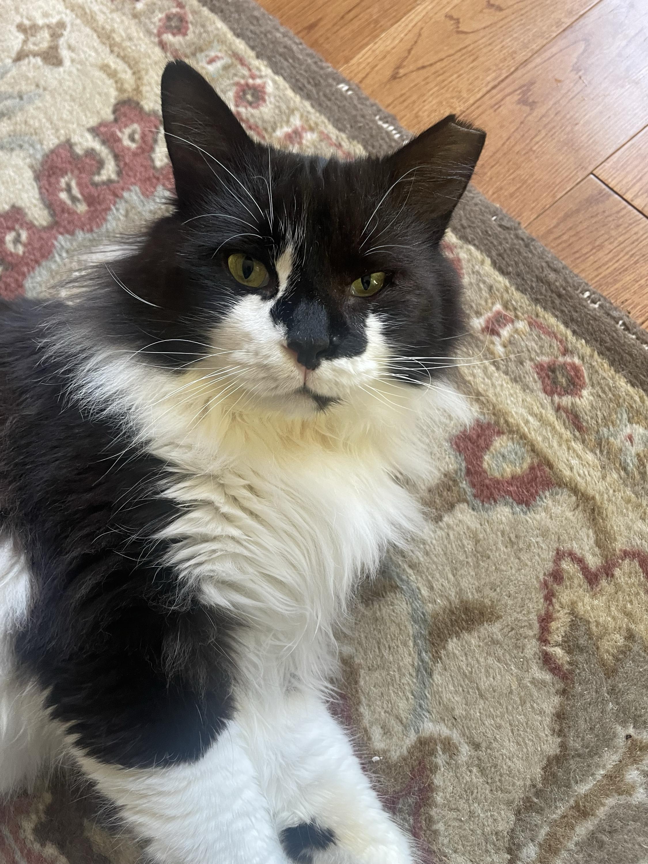 Enlarge Hastings, a Adoptable Domestic Medium Hair in Seattle, WA image 2/3