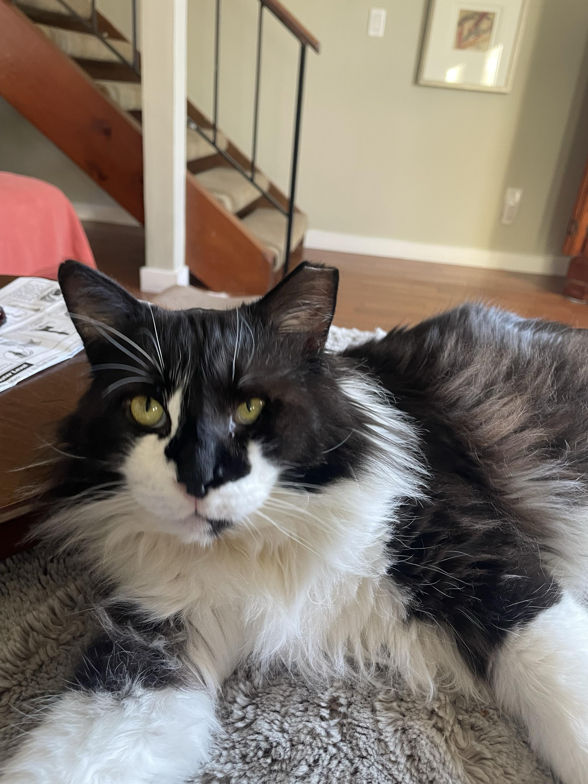 Enlarge Hastings, a Adoptable Domestic Medium Hair in Seattle, WA image 1/3