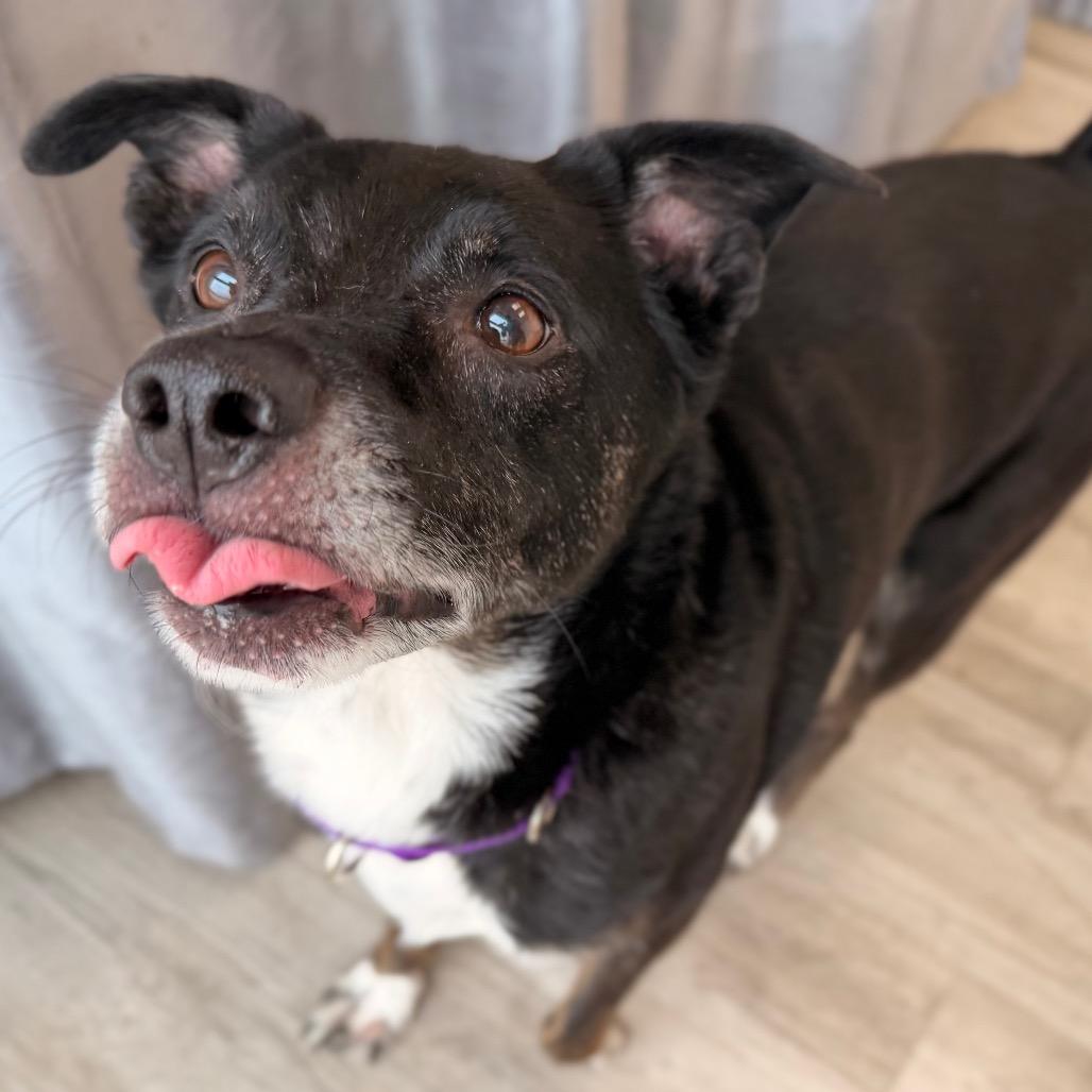 Henry, Adoptable, Senior Male Collie & Mixed Breed.
