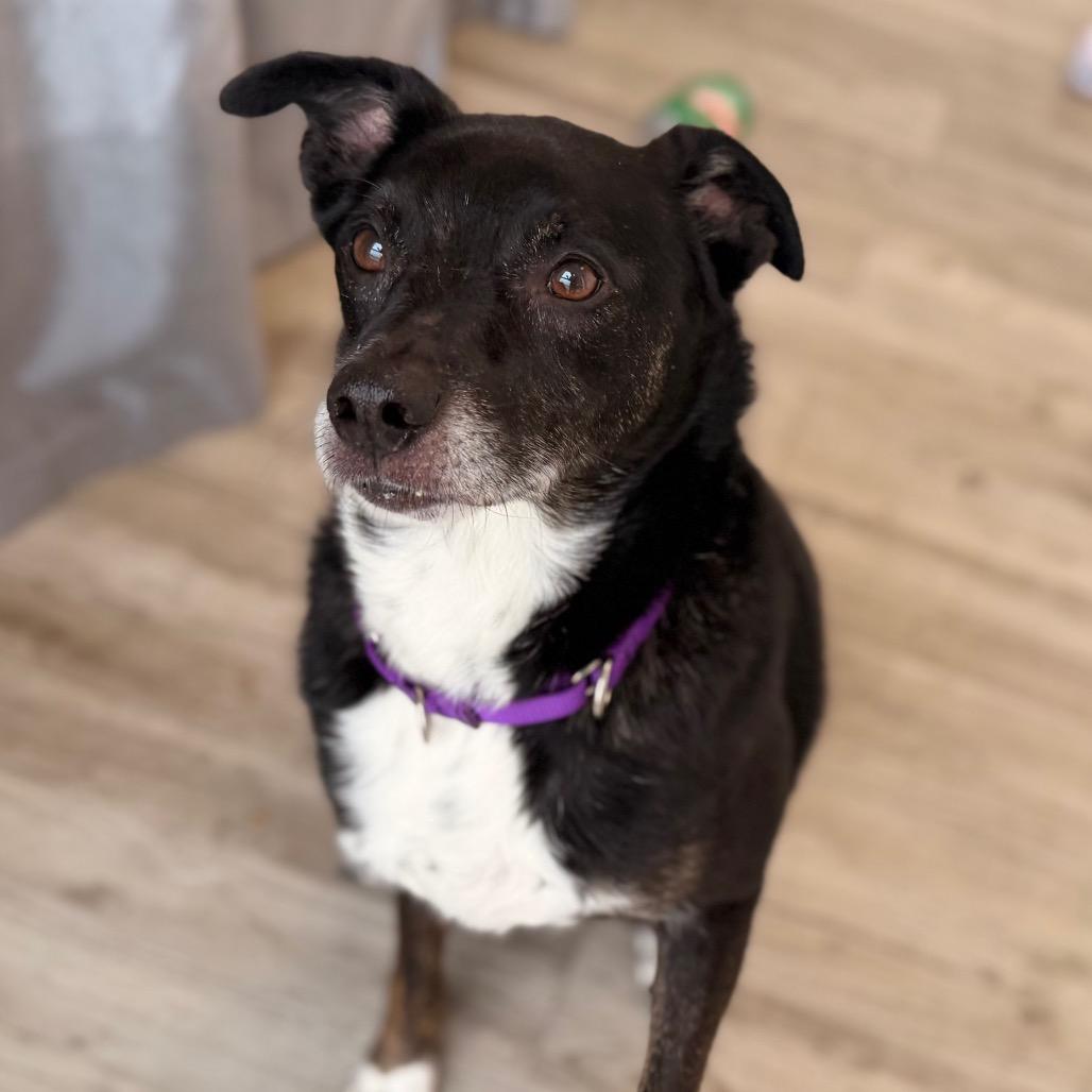 Enlarge Henry, a Adoptable mixed breed in Green Bay, WI image 2/6