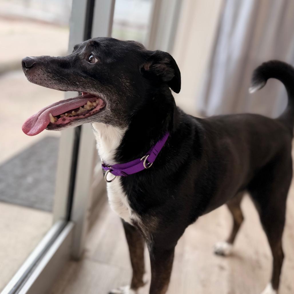 Enlarge Henry, a Adoptable mixed breed in Green Bay, WI image 3/6