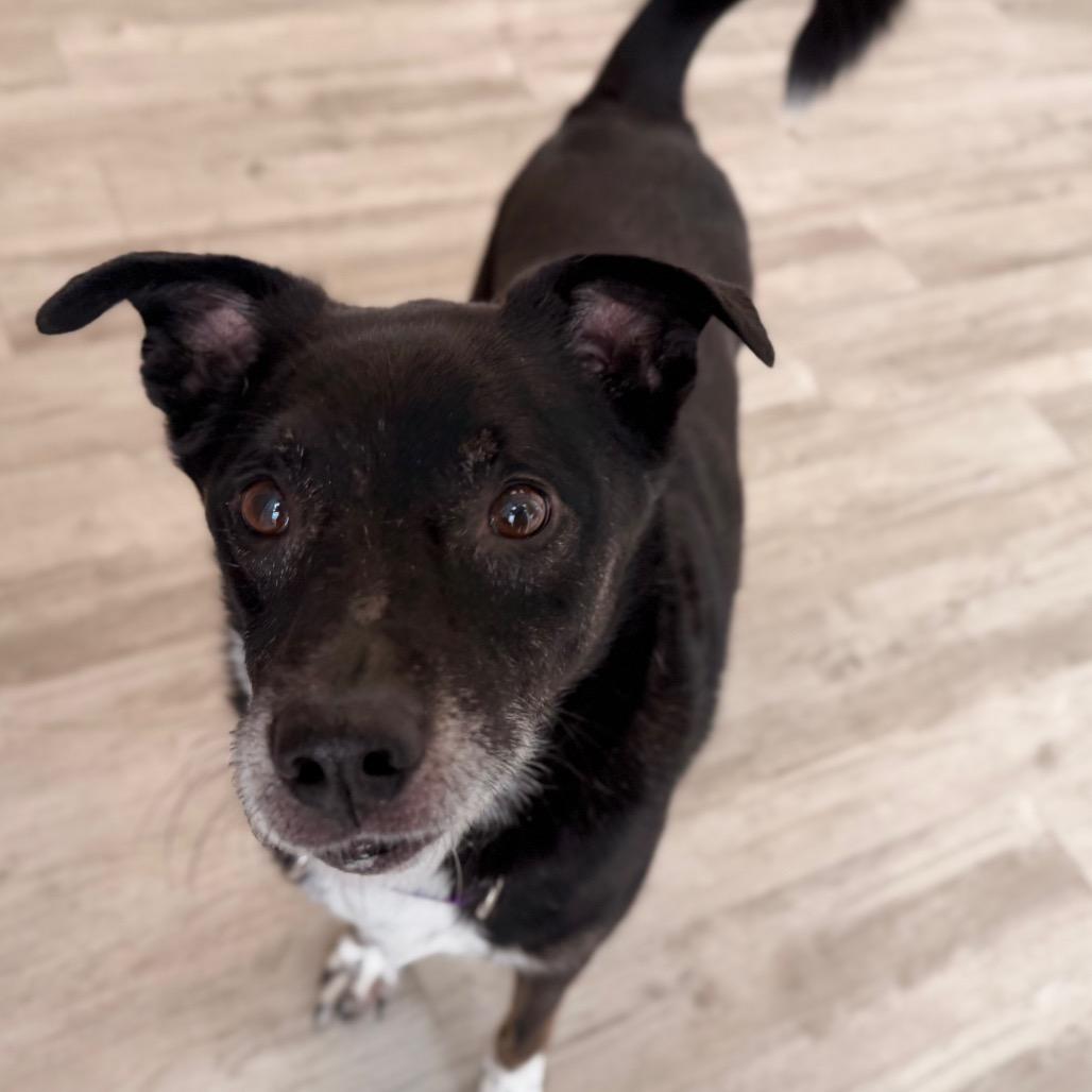 Enlarge Henry, a Adoptable mixed breed in Green Bay, WI image 4/6