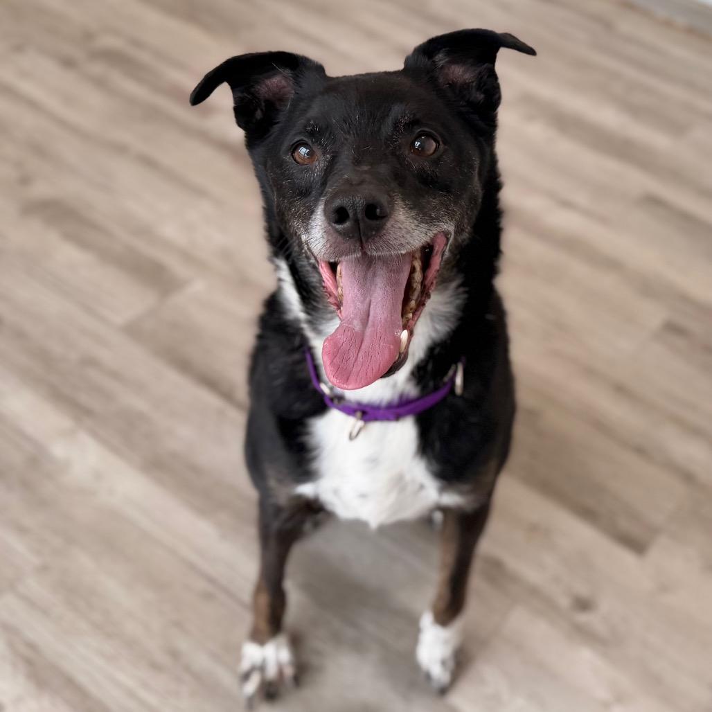 Enlarge Henry, a Adoptable mixed breed in Green Bay, WI image 5/6