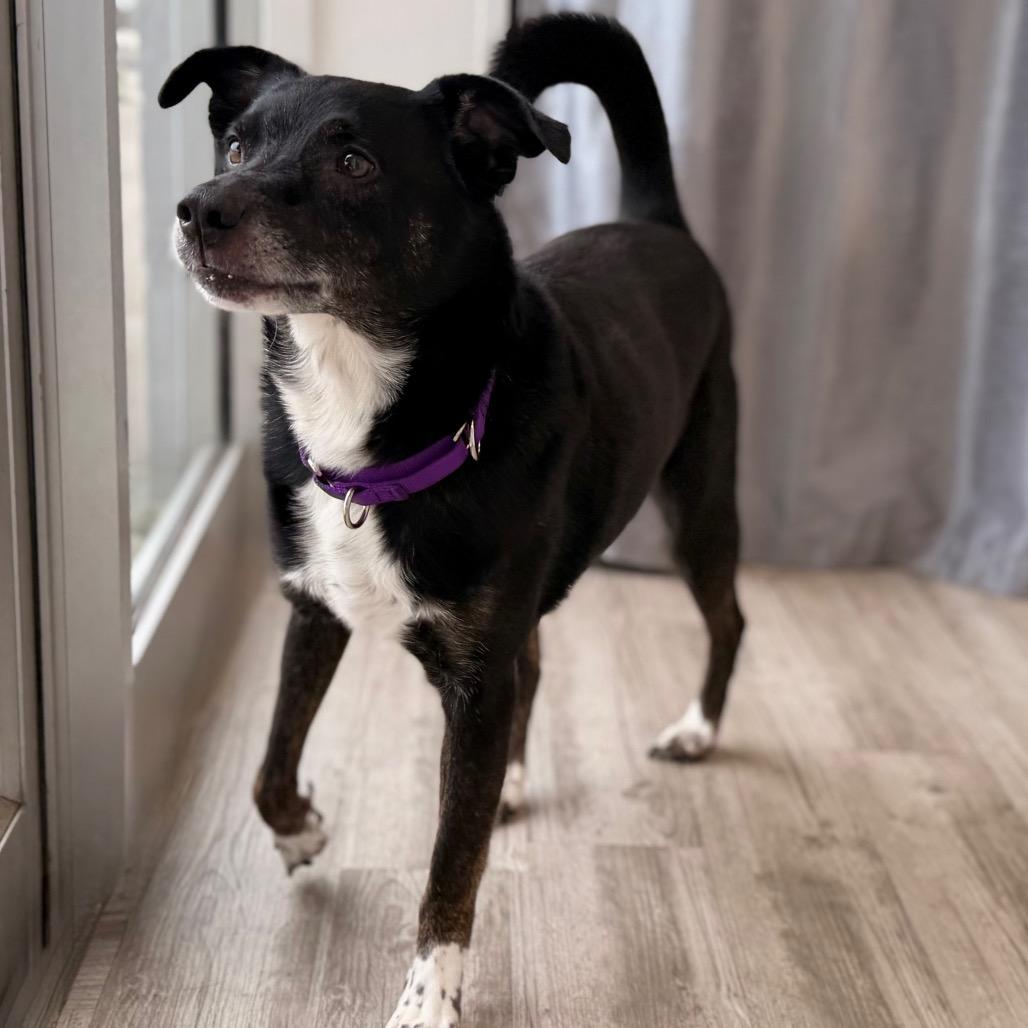 Enlarge Henry, a Adoptable mixed breed in Green Bay, WI image 6/6