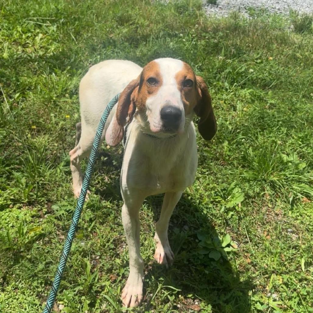 Tortito, a Adoptable Hound in Chesapeake, VA image 1/4
