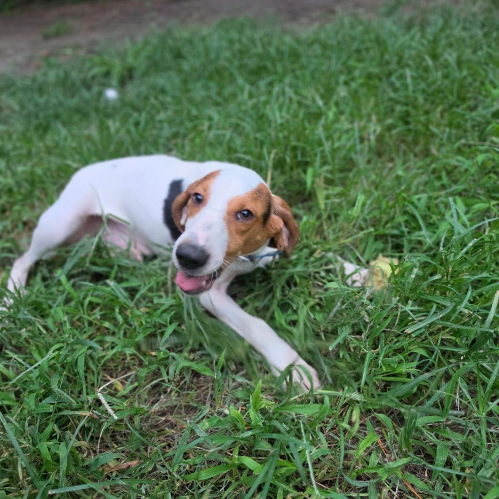 Tortito, a Adoptable Hound in Chesapeake, VA image 2/4