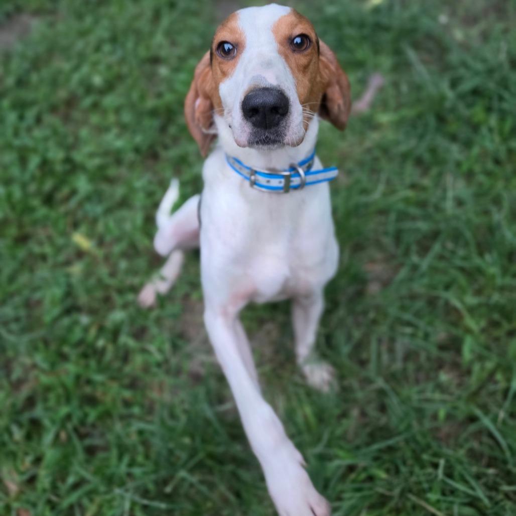 Tortito, a Adoptable Hound in Chesapeake, VA image 3/4