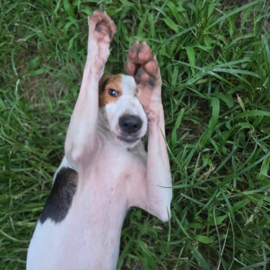 Tortito, a Adoptable Hound in Chesapeake, VA image 4/4