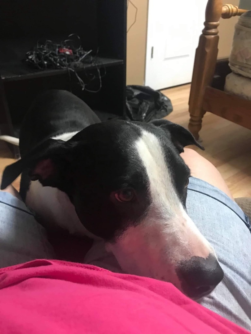 Oreo, a Adoptable mixed breed in New Haven , CT image 1/6