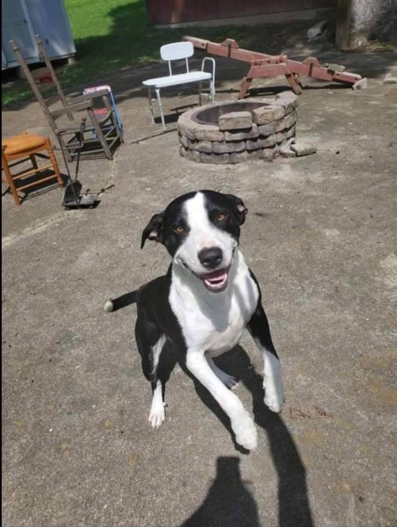 Oreo, a Adoptable mixed breed in New Haven , CT image 2/6