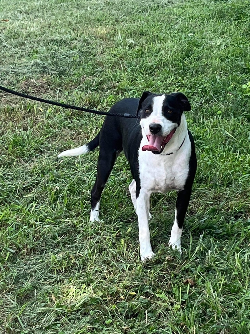 Oreo, a Adoptable mixed breed in New Haven , CT image 3/6