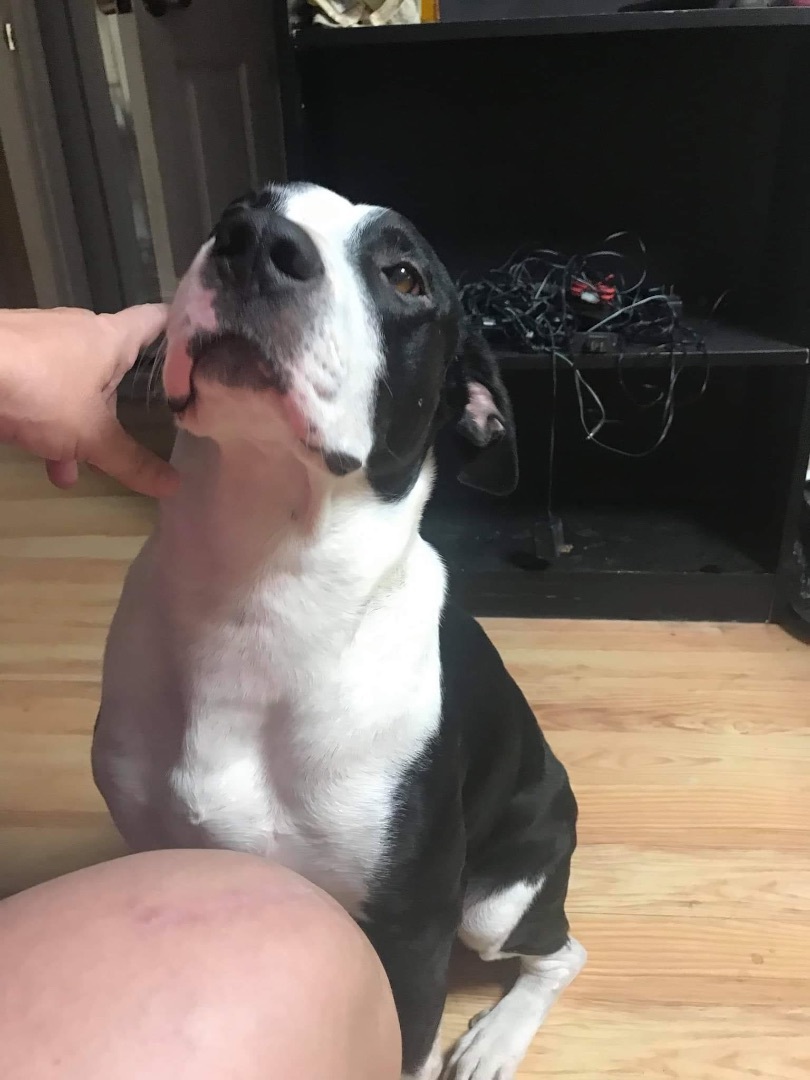 Oreo, Adoptable, Adult Male American Bully.