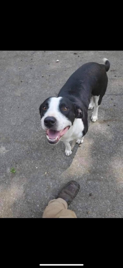Oreo, a Adoptable mixed breed in New Haven , CT image 6/6