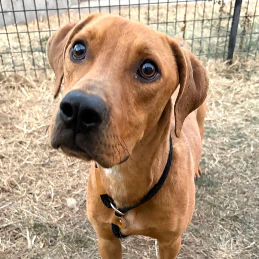 Chopper P4P, Adoptable, Young Male Coonhound.