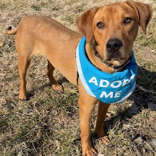 Enlarge Chopper P4P, a Adoptable Coonhound in St Joseph, MO image 2/3