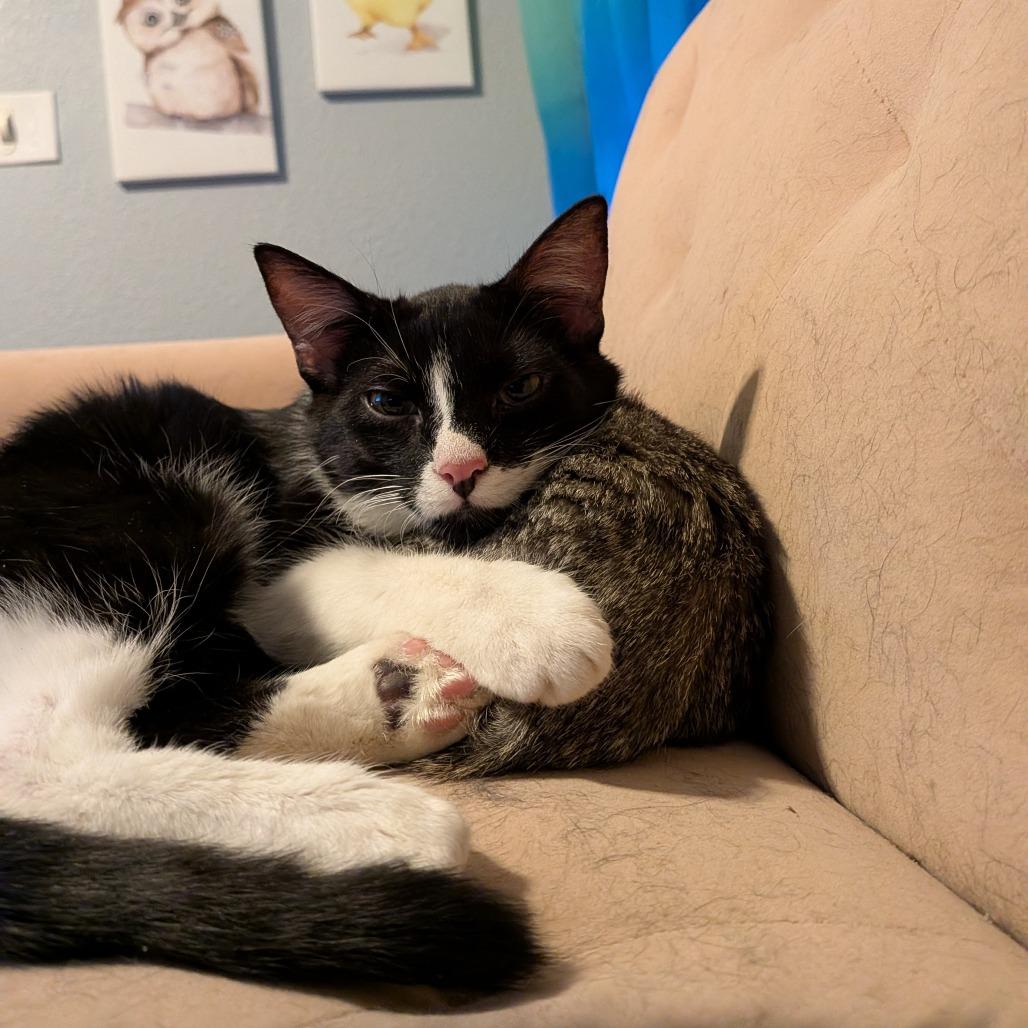 Dustin, Adoptable, Young Male Domestic Short Hair.