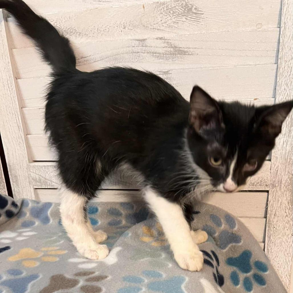Enlarge Dustin, a Adoptable Domestic Short Hair in Union, MO image 3/4
