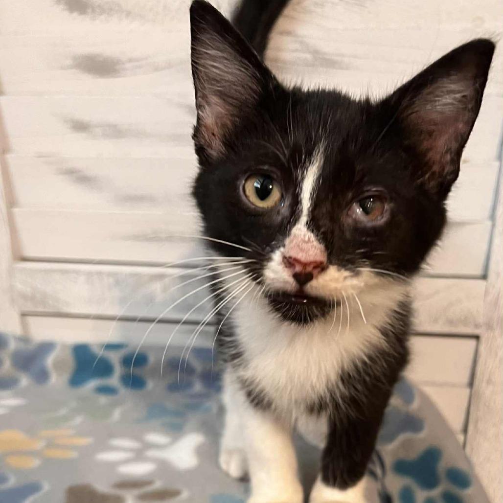 Enlarge Dustin, a Adoptable Domestic Short Hair in Union, MO image 4/4
