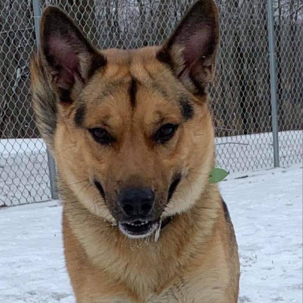 Enlarge Thor, a Adoptable mixed breed in Union City, PA image 1/6