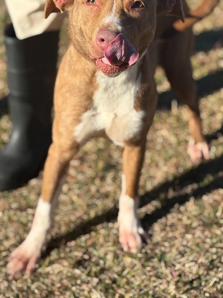 Ginger, a Adoptable mixed breed in Effingham, SC image 1/4