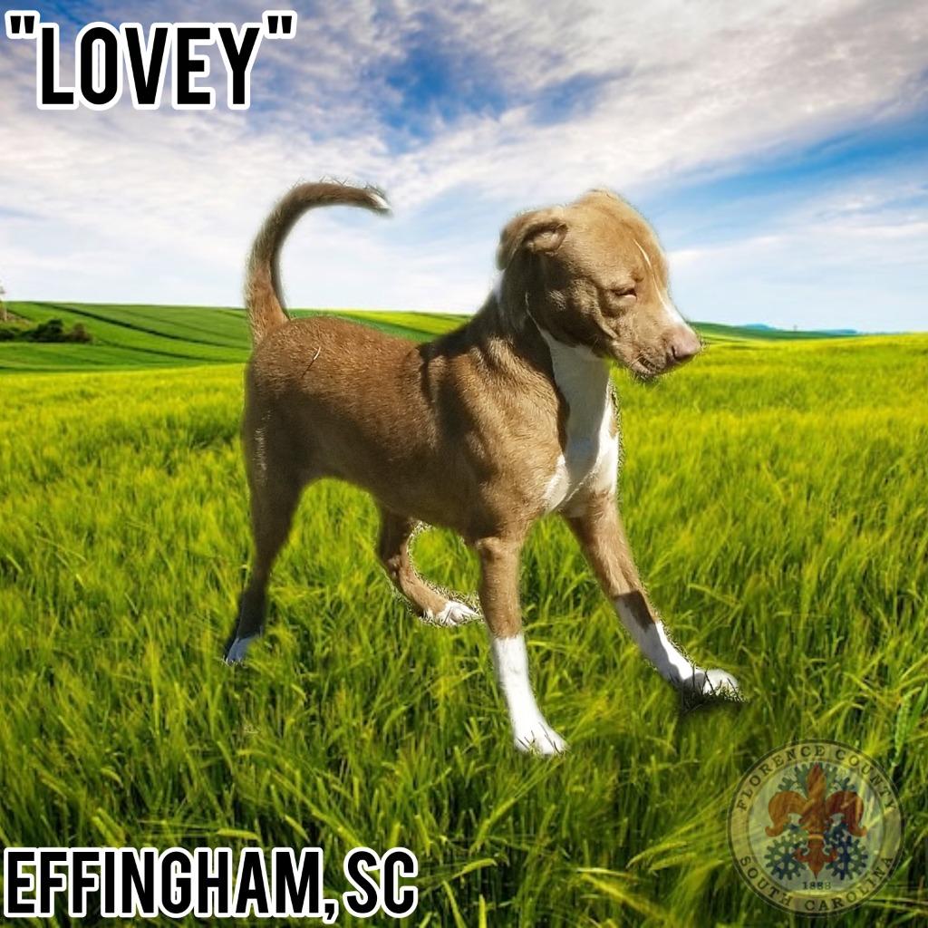 Ginger, a Adoptable mixed breed in Effingham, SC image 2/4