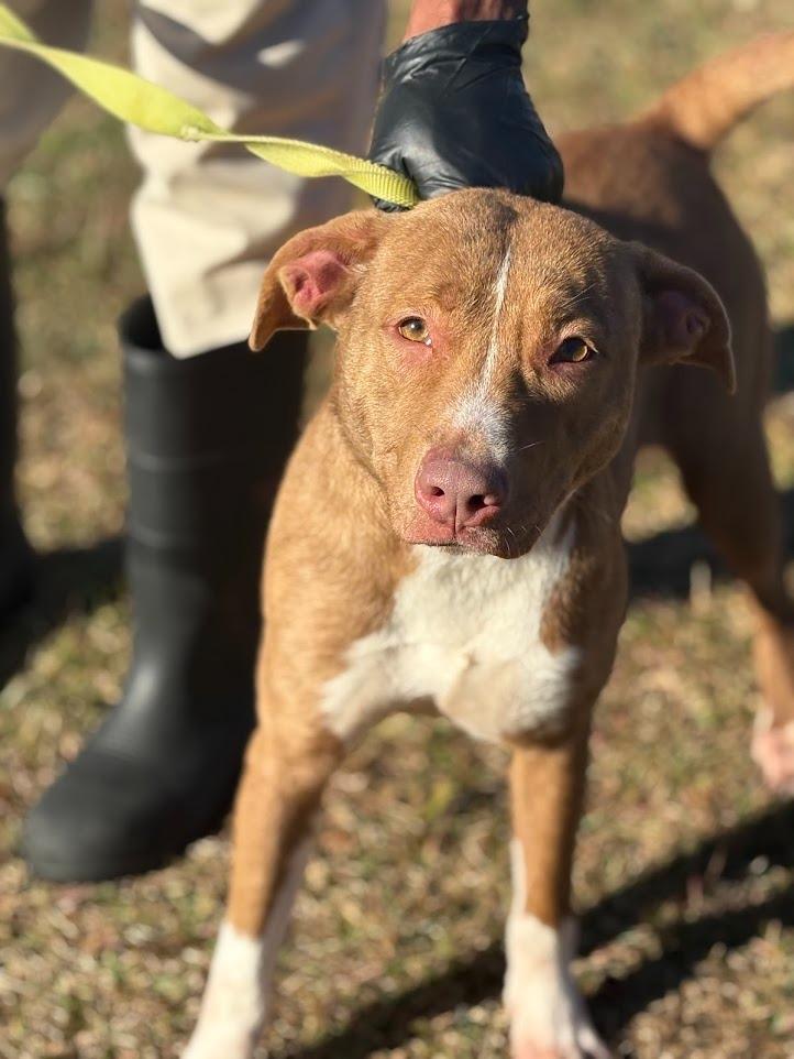 Ginger, a Adoptable mixed breed in Effingham, SC image 3/4