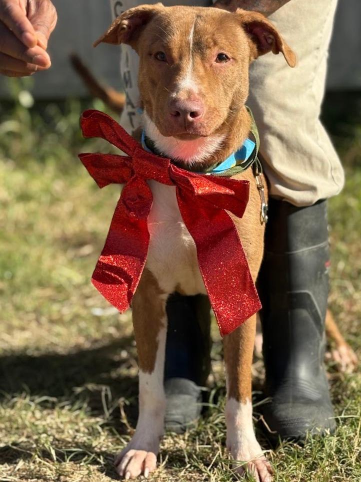 Ginger, a Adoptable mixed breed in Effingham, SC image 4/4