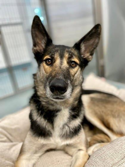 Zelda, Adoptable, Adult Female German Shepherd Dog & Mixed Breed.