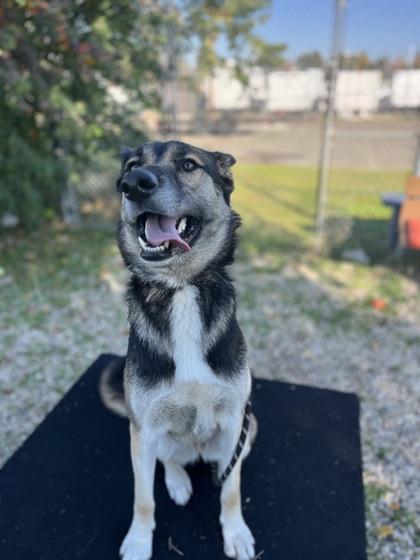 Enlarge Zelda, a Adoptable mixed breed in Roseville, CA image 3/3