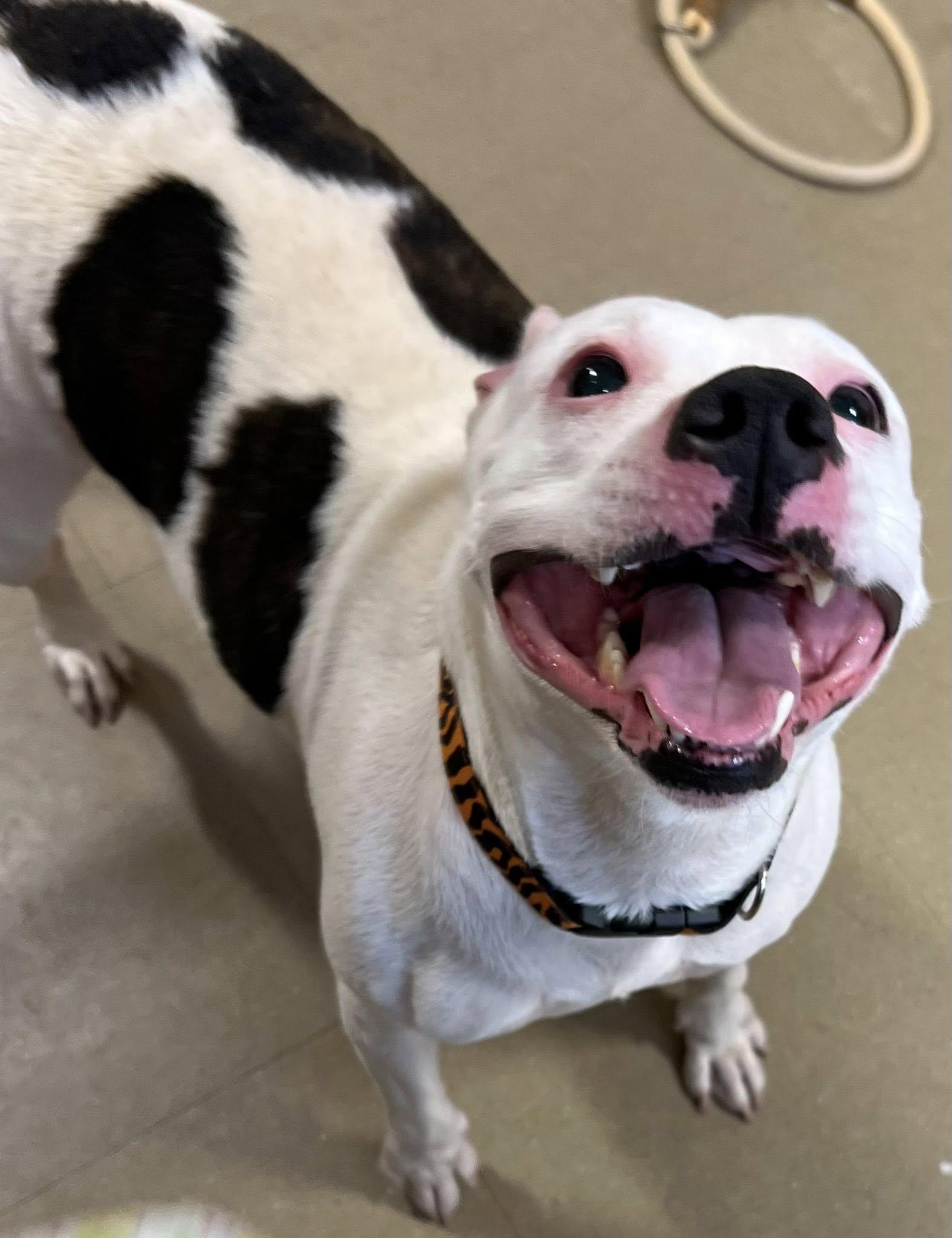 Enlarge Madison, an adopted Mixed Breed in Davenport, IA image 1/1