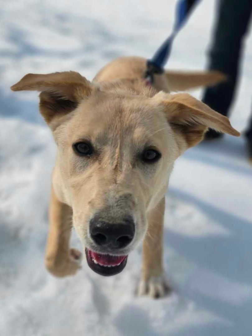 Jane, Adopted, Puppy Female Labrador Retriever.