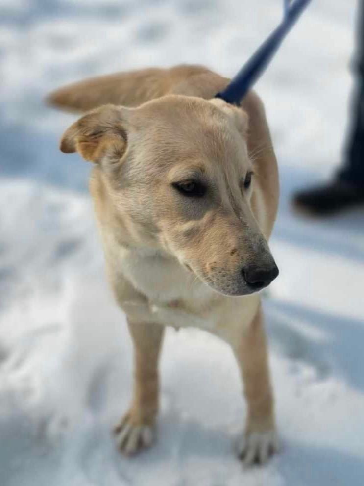 Jane, a Adopted Labrador Retriever in Bethel, VT image 2/3