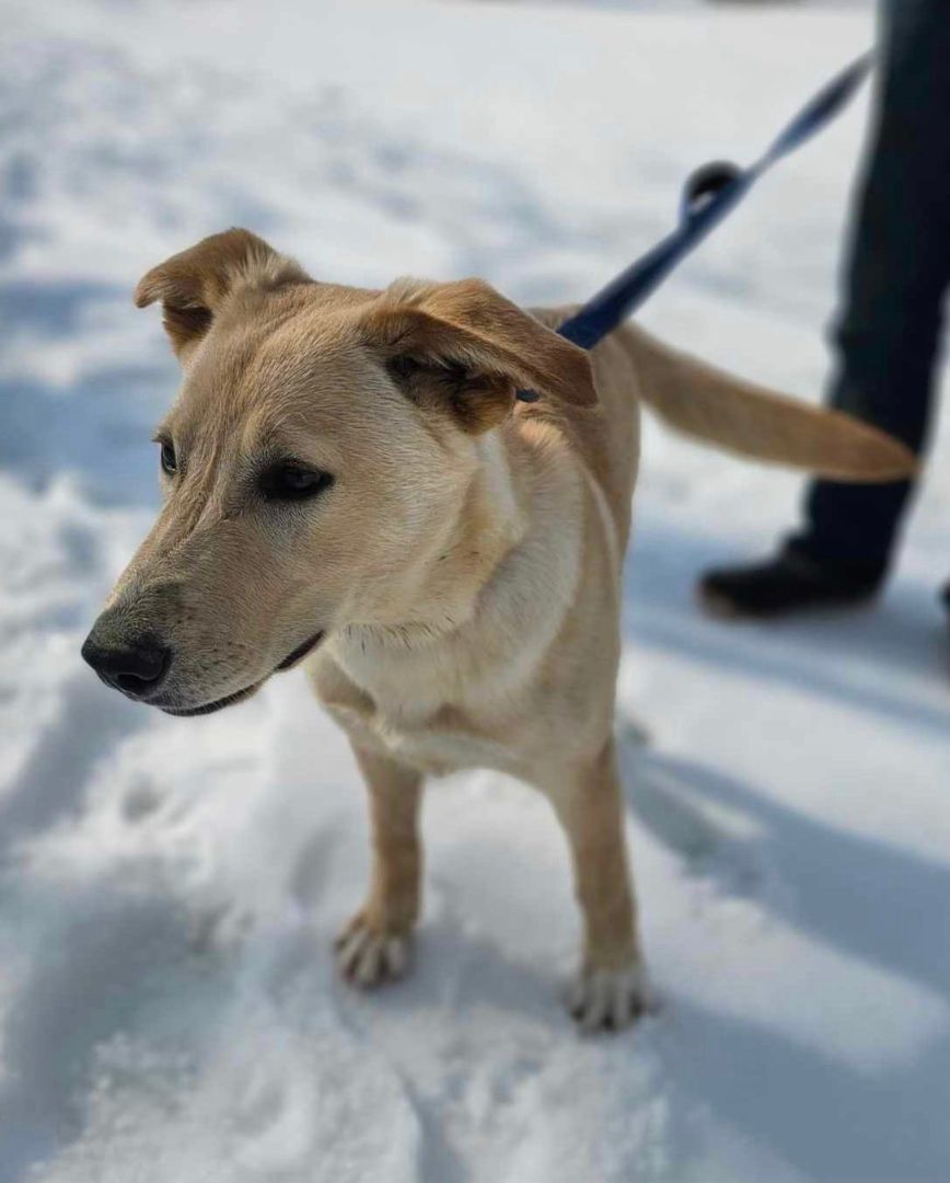 Jane, a Adopted Labrador Retriever in Bethel, VT image 3/3