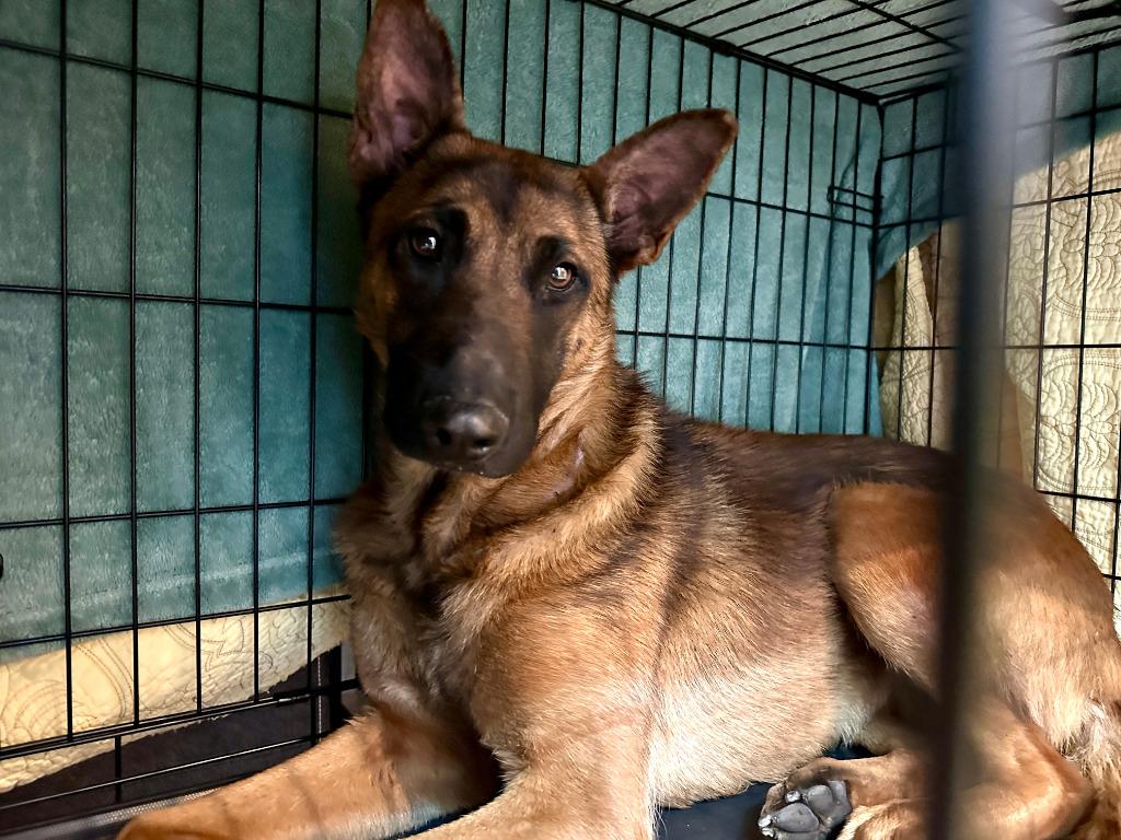 Parker Posey, Adoptable, Young Female Mixed Breed.