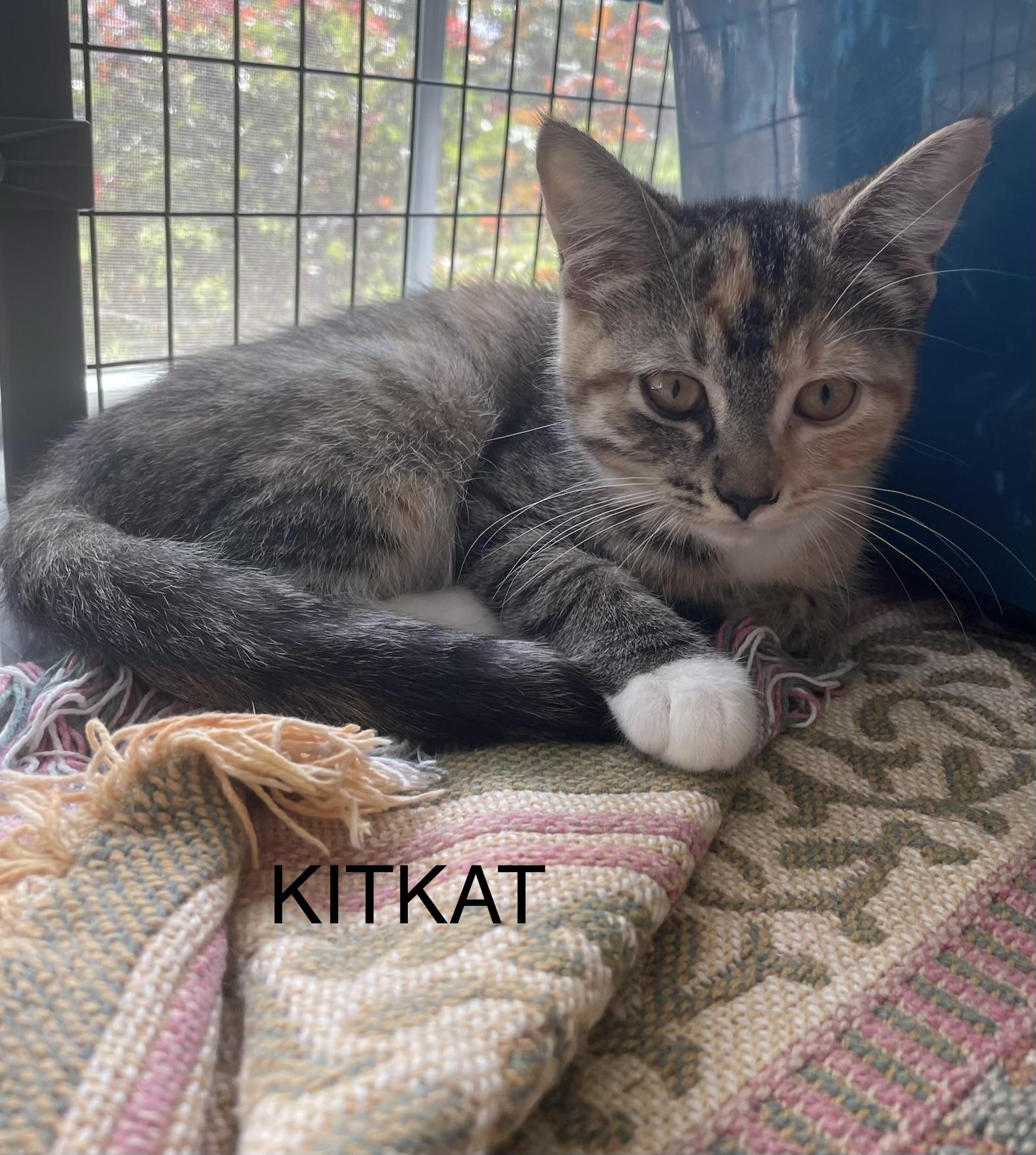 KITKAT, Adoptable, Young Female Domestic Short Hair.