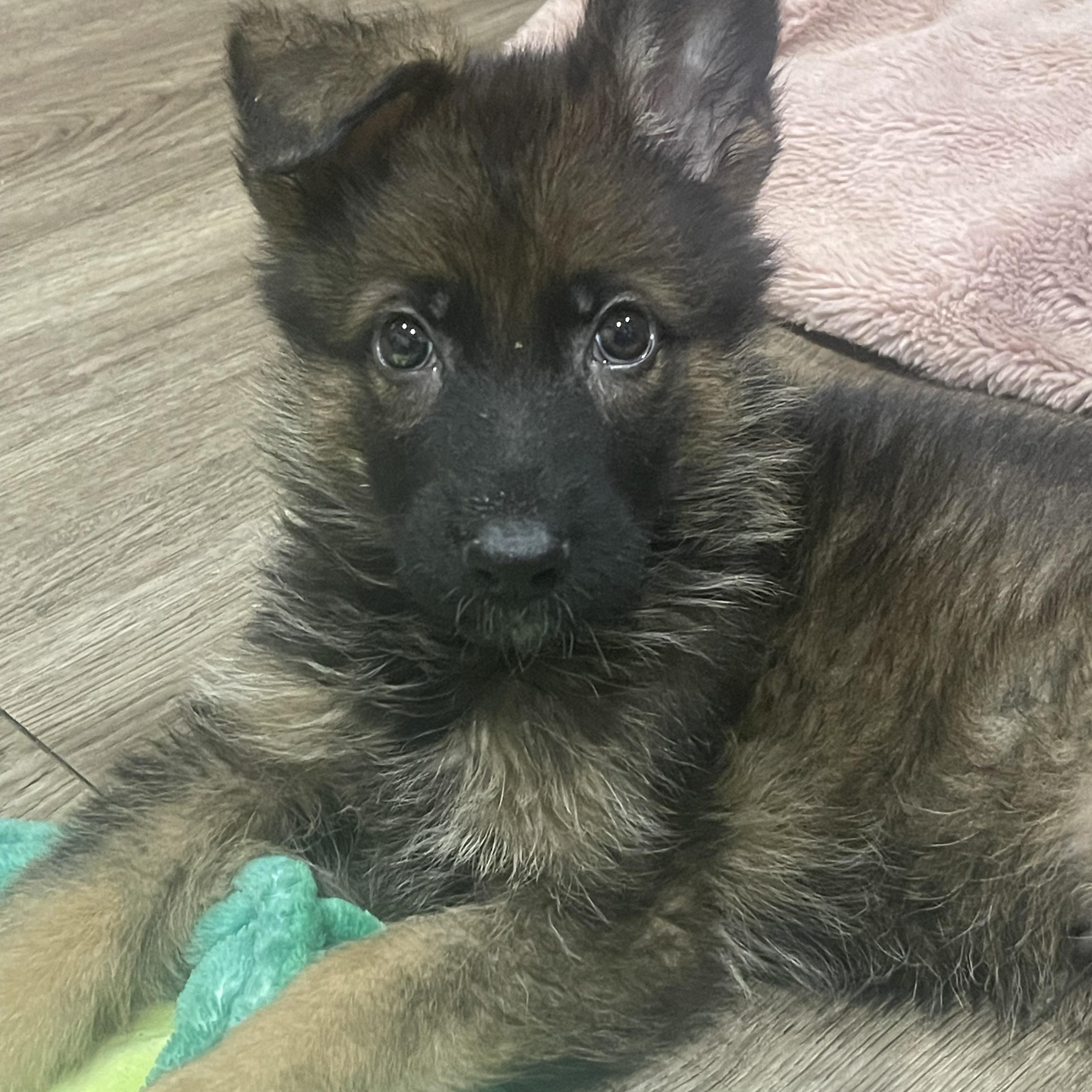 Enlarge Marcus, a ADOPTABLE German Shepherd Dog in Northlake, IL image 3/4