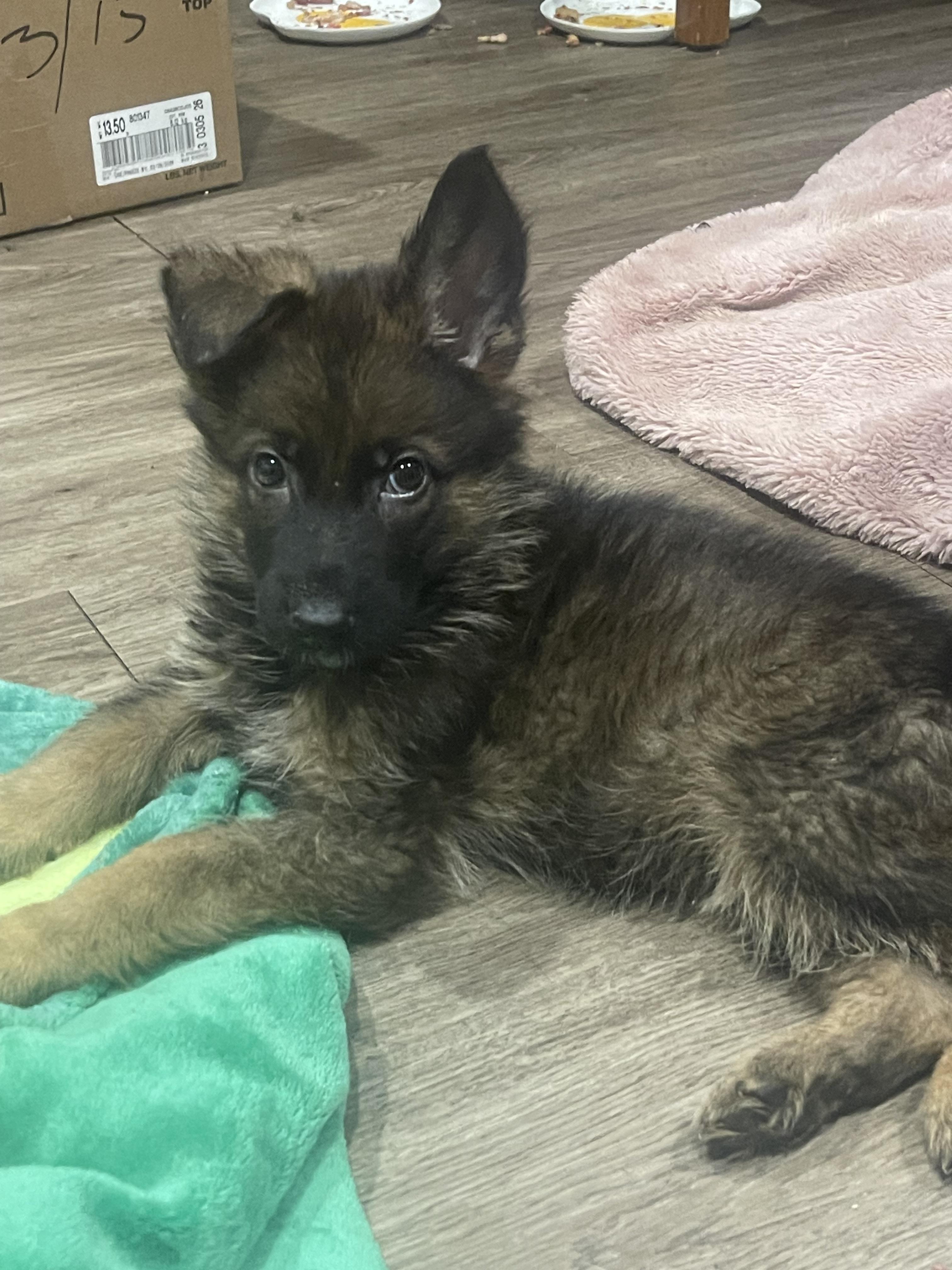 Enlarge Marcus, a ADOPTABLE German Shepherd Dog in Northlake, IL image 2/4